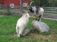 To bukkar i Jamtli. Foto: Olve Utne