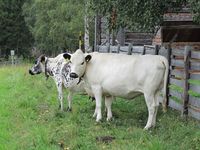 229. C04391 fjaellko.jpg