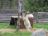 Jamtgeiter som et borken av ei bjørk. Foto: Olve Utne