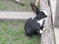 295. C04401 mellerudskanin.jpg