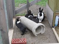 296. C04404 mellerudskanin.jpg