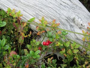 C04609 Vaccinium vitis-idaea.jpg