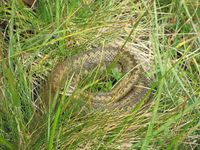 230. C04708 Vipera berus.jpg