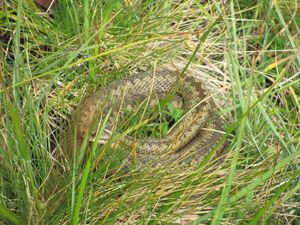 C04708 Vipera berus.jpg