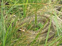 231. C04709 Vipera berus.jpg