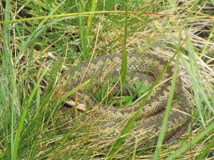 C04709 Vipera berus.jpg