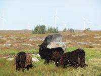 Villsau på Smøla Foto: Olve Utne (2011).