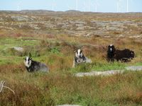 20. C04822 villsau pa Smola.jpg