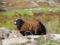 21. C04824 villsau pa Smola.jpg