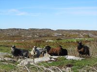 23. C04826 villsau pa Smola.jpg