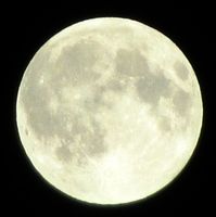 262. C04958crj Luna.jpg