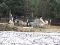 7. C05270 villsauer og lama.jpg