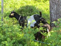 Tustna, 2012. Foto: Olve Utne