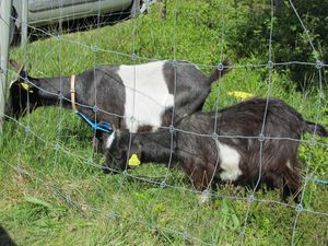 C06576 kasjmirgeiter Tustna.jpg