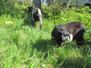 C06577 kasjmirgeiter Tustna.jpg