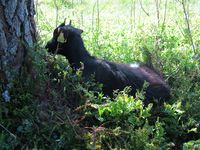 Tustna, 2012. Foto: Olve Utne