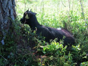 C06585j kasjmirgeiter Tustna.jpg