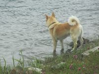 4. C07095 norsk buhund.jpg