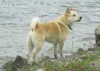 2. C07096cr norsk buhund.jpg