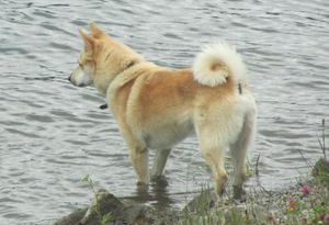 C07099cr norsk buhund.jpg