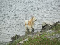 7. C07100 norsk buhund.jpg