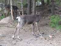 Rein i Båtsuoj Samecenter. Foto: Olve Utne, juli 2012.