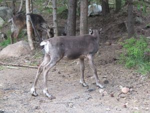 C07283 Baatsuoj Rangifer tarandus.jpg
