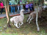 10. C07745js Dyregoddagane 2012 - lamaleik.jpg