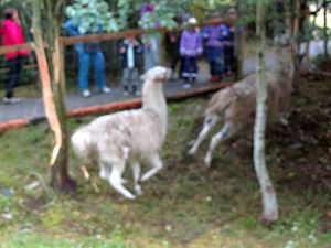 C07745js Dyregoddagane 2012 - lamaleik.jpg