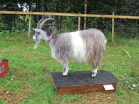 13. C07766 norsk mjølkegeit.jpg