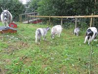 14. C07768 norsk mjølkegeit.jpg