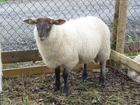 8. C07771 suffolk.jpg