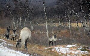 C07928crj Rangifer tarandus.jpg