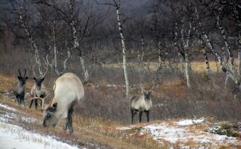 C07928crj Rangifer tarandus.jpg