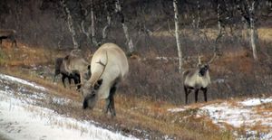 C07929crj Rangifer tarandus.jpg