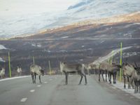 Rein på Graddisvägen mellom Vuoggatjålme og norskegrensa. Foto: Olve Utne, oktober 2012.