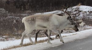 C07933cr Rangifer tarandus.jpg