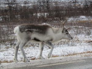 C07937 Rangifer tarandus.jpg