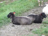 Trøndersauer på Valsøya på Nordmøre. Foto: Olve Utne (2013).