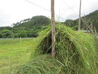 164. C09568 hesjing.jpg