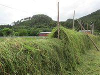 165. C09569 hesjing.jpg