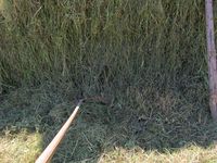 175. C09592j hesjing.jpg