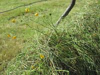 176. C09595 hesjing.jpg