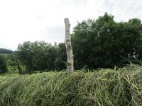 189. C09609 hesjing.jpg