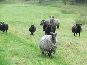 C09697 Arnvikja - villsau.jpg