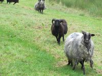 215. C09698 Arnvikja - villsau.jpg