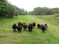 216. C09699 Arnvikja - villsau.jpg