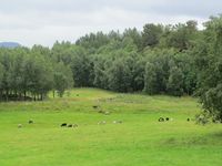 218. C09725 Lervaag bnr 3.jpg