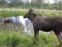 Elg. Foto: Olve Utne (august 2013).