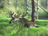 Elg. Foto: Olve Utne (august 2013).